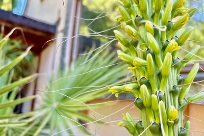 Es ist fantastisch: Seltenes Naturschauspiel im Erzgebirge - Agave blht  nach Jahrzehnten das erste und letzte Mal