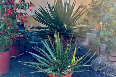 Es ist fantastisch: Seltenes Naturschauspiel im Erzgebirge - Agave blht  nach Jahrzehnten das erste und letzte Mal