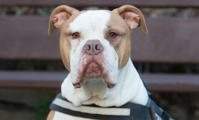 Die Amerikanische Bulldogge Wotan griff am Montag ein Mädchen an.