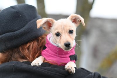 Der treuherzige Blick lässt Hundefreunde schnell jede Vorsicht vergessen, wie der Prozess in Zwickau gezeigt hat.