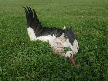 Der bei Weischlitz tot aufgefundene Storch.