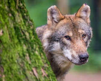 In Sachsen gab es zuletzt laut der Fachstelle Wolf 28 Rudel. Zu einem Rudel gehören meist fünf bis sechs Tiere. 