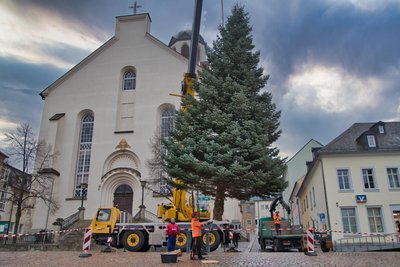 Das Aufstellen der Weihnachtsbäume. Rund 12 Meter hoch ist die Tanne auf dem Altmarkt.