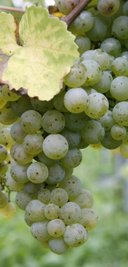 Aus Chardonnay-Trauben machen auch sächsische Winzer exzellente Tropfen. 