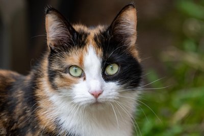 Soll man die geliebte Katze nach ihrem Tod klonen?