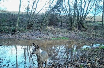 Dieses Reh hat die Wildkamera von Torsten Ortleb am Teich zwischen Gersdorf und Bernsdorf aufgenommen. 