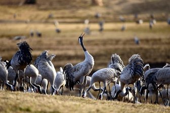 17.000 Kilometer mit dem Wohnmobil durch Skandinavien: Ornithologe lädt zu Vortrag nach Callenberg - Bei Minus 11 Grad Celsius verfolgte der Hobby-Ornithologe die Balz der Kraniche in Skandinavien.