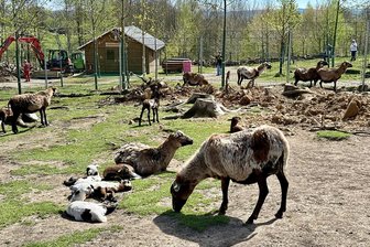 17 Ziegen- und 11 Schaflämmer: Geburtenboom im Wildgehege des Sonnenlandparks - Bei den Schafen hat sich Nachwuchs im Wildgehege des Sonnenlandparks eingestellt.