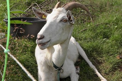 Eine alte Ziegenrasse auf der Weide des Tierlehrpfades.