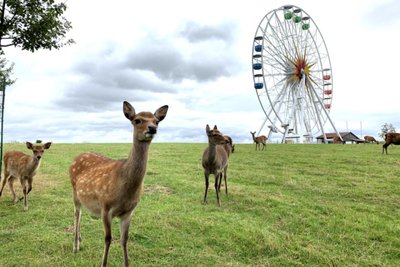 Sie sind der Namensgeber für das Festival: Sikahirsche, hier unweit des Riesenrads im Sonnenlandpark.