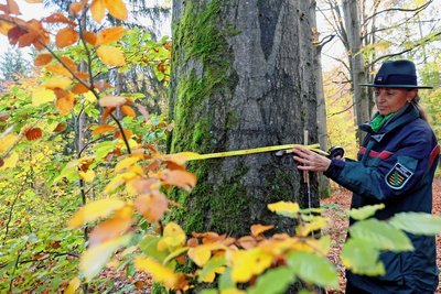 Sachsenforstmitarbeiterin Ines Bimberg legt das Maßband an. Die Wettbewerbskoordinatorin ist gespannt darauf, wo die stärksten Rotbuchen im Vogtland stehen.
