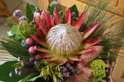 Die Königs-Protea ist eine mächtig imposante Blume.