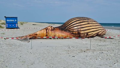 Stark aufgebläht liegt der Buckelwal seit dem Wochenende am Strand. 