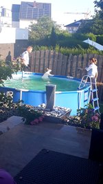 Der Fluchtversuch des Kängurus endete im Pool.