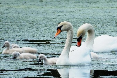 Eine Schwanenfamilie, aufgenommen auf dem Schilfteich in Frankenberg.