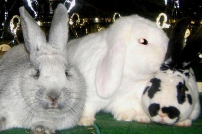 Kaninchen und andere kleine Tiere werden auf dem Kleintiermarkt angeboten.