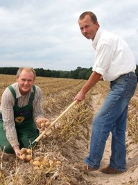 
              <p class="artikelinhalt">Diethard Sander (links) und Uwe Brödner vom Agrarhof Gospersgrün ernten einige der Wellness-Knollen. </p>
            