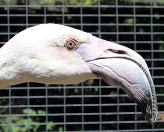 Die Nachzucht von Rosaflamingos gelingt selten, weshalb der Tierpark die Jungtiere kaufte.