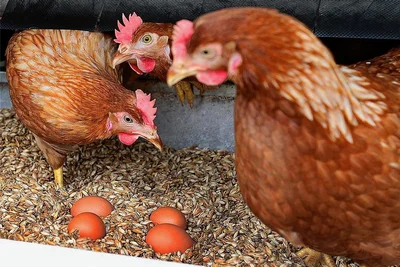 Was war nun zuerst da, das Huhn oder das Ei? 