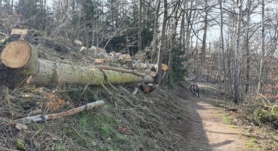 Die Wälder sind auch an der Talsperre Pöhl ziemlich zerzaust. Wie hier am Wanderweg von Altensalz in Richtung Campingplatz Gunzenberg wartenumgestürzte Bäume auf ihren Abtransport. 