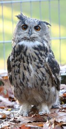 Der Uhu im Natur- und Wildpark Waschleithe hat einen neuen Paten. 