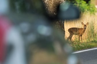 18-Jähriger weicht Rehwild aus: vier junge Leute in Mulda verletzt - Achtung, Wildwechsel: In Mulda wich ein junger Autofahrer aus und kam von der Fahrbahn ab.