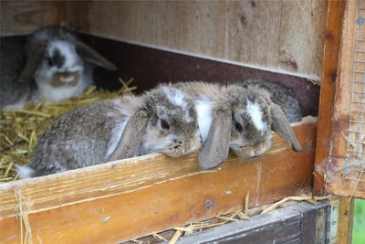 In Meinersdorf können am Wochenende Hasenfreunde auf ihre Kosten kommen.