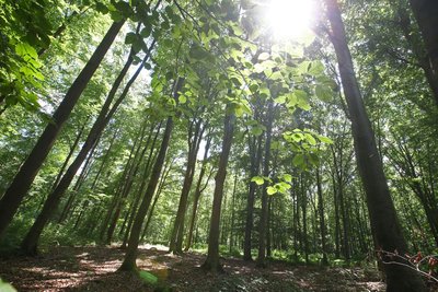 Im Friedwald kann man sich über die Bestattungsmöglichkeiten informieren.