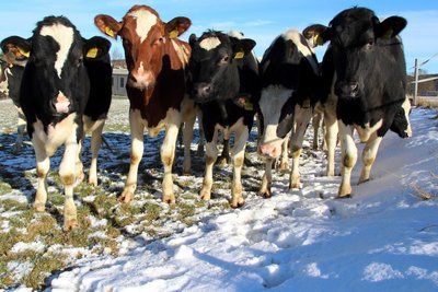 Für Rindfleisch aus heimischer Produktion gelten EU-Standards, es ist teurer als Fleisch aus Südamerika.
