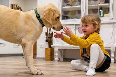 Eleanor und Lou sind bereits ein Herz und eine Seele. Nach der Assistenzhundeausbildung soll der Labrador Retriever beispielsweise frühzeitig erkennen können, wann sich bei der Vierjährigen ein Zuckerschock anbahnt. 