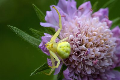 Die Veränderliche Krabbenspinne kann ein echter Hingucker sein.