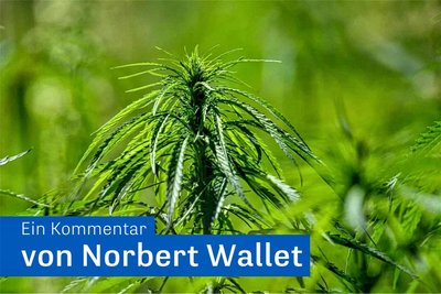 Cannabis-Pflanzen auf einem Feld.