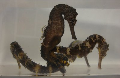 Das gesamte Erbgut des Tigerschwanzseepferdchens (Hippocampus comes) ist von Forschern sequenziert und analysiert worden.