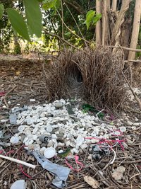 Das ungewöhnliche Balzverhalten von Laubenvögeln ist weltbekannt.