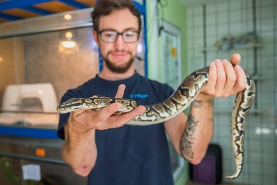 Der mittlerweile auf den Namen Steini getaufte Königspython muss vorerst weiter im Tierheim leben, da Interessenten Mangelware sind. Tierpfleger Franz Pfleger kümmert sich um die Würgeschlange. 