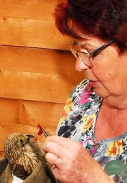 Christine Grzelka füttert den Turmfalken Fridolin. Der entpuppte sich als Mädchen.