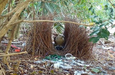 Männliche Laubenvögel bauen aufwendige Balzplätze und dekorieren diese anschließend für die Weibchen.