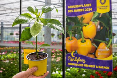 Die gelb-orange Mini-Blockpaprika „Mondglanz“ wurde vom Gartenbauerband Mitteldeutschland zur sächsischen Genusspflanze des Jahres gekürt. Ihre süßlichen Früchte eignen sich gut zum Snacken.
