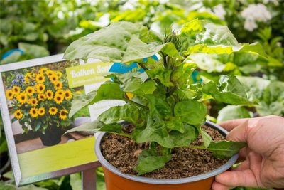 Mit „Sonnenkraft“ überzeugt die sächsische Sommerpflanze des Jahres. Von dieser sich selbst verzweigenden Sonnenblume lassen sich nicht nur die Bienen begeistern, sondern auch Gärtnermeister Jan Gärtner.