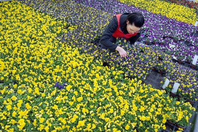 Auf dem Reichenbacher Postplatz präsentieren am Samstag einheimische Gärtnereien ihre Blumen.