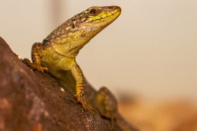 Diese Mauereidechse hat erst einmal im Plauener Tierheim ein neues Zuhause gefunden. 
