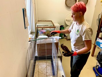 Lisa Härtel vom Freiberger Mini-Zoo richtet dem Falken ein Notquartier ein.
