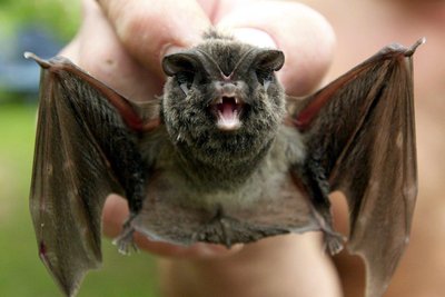 Die Mopsfledermaus gilt laut Sachsens Roter Liste als stark gefährdet. Sie braucht morsche, ausgehöhlte Bäume als Unterschlupf. In einem Wald darf und sollte solches Totholz auch ganz natürlich herumstehen, sagt Nabu-Vertreter Ben Fleischer.