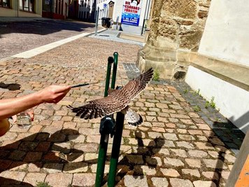 Mit einem Pinsel gaben Anwohner dem kleinen Falken Wasser.