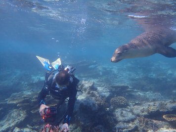 Die Houtman-Abrolhos-Inseln liegen vor der Küste von Westaustralien.