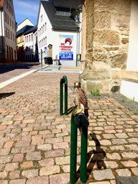 Ein hilfloser und verängstigter Jungvogel ist am Sonntagvormittag an der Nikolaikirche herumgehüpft.