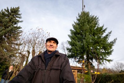 Lothar Petermann hat sich die letzten Jahrzehnte gut um die etwa 50 Jahre alte Fichte gekümmert.