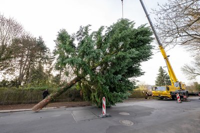 Der Nadelbaum wird für den Transport zum Altmarkt vorbereitet.