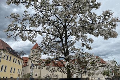 Drei wunderschöne Magnolien, hier eine davon, blühen derzeit auf dem Schlossplatz in Freiberg.