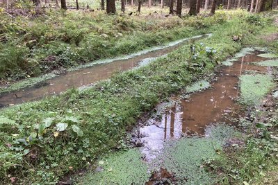 Teichfrösche leben mittlerweile auch in den Teichen und Tümpeln im Oberen Vogtland. Früher kamen sie nur im Flachland vor.